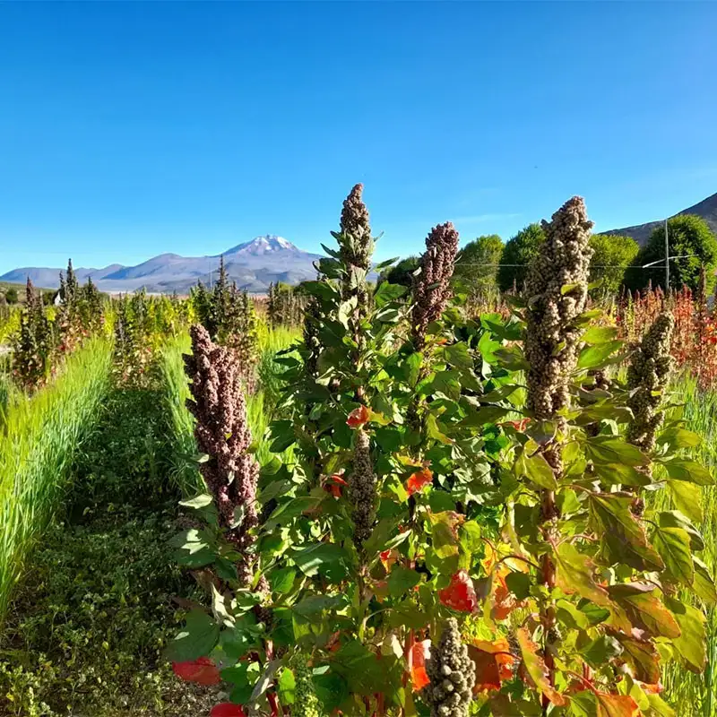 Demo field with quinoa: The principle of mixed cultivation can also be successfully applied in the harsh highlands of the Andes. Demo field with quinoa: The principle of mixed cultivation can also be successfully applied in the harsh highlands of the Andes.