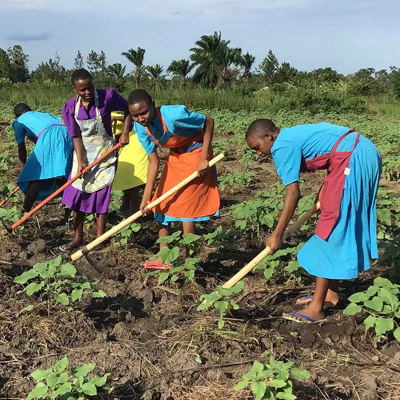 Bio-Anbau ist fester Bestandteil des Curriculums an der Hekima-Mädchenschule. Bio-Anbau ist fester Bestandteil des Curriculums an der Hekima-Mädchenschule.